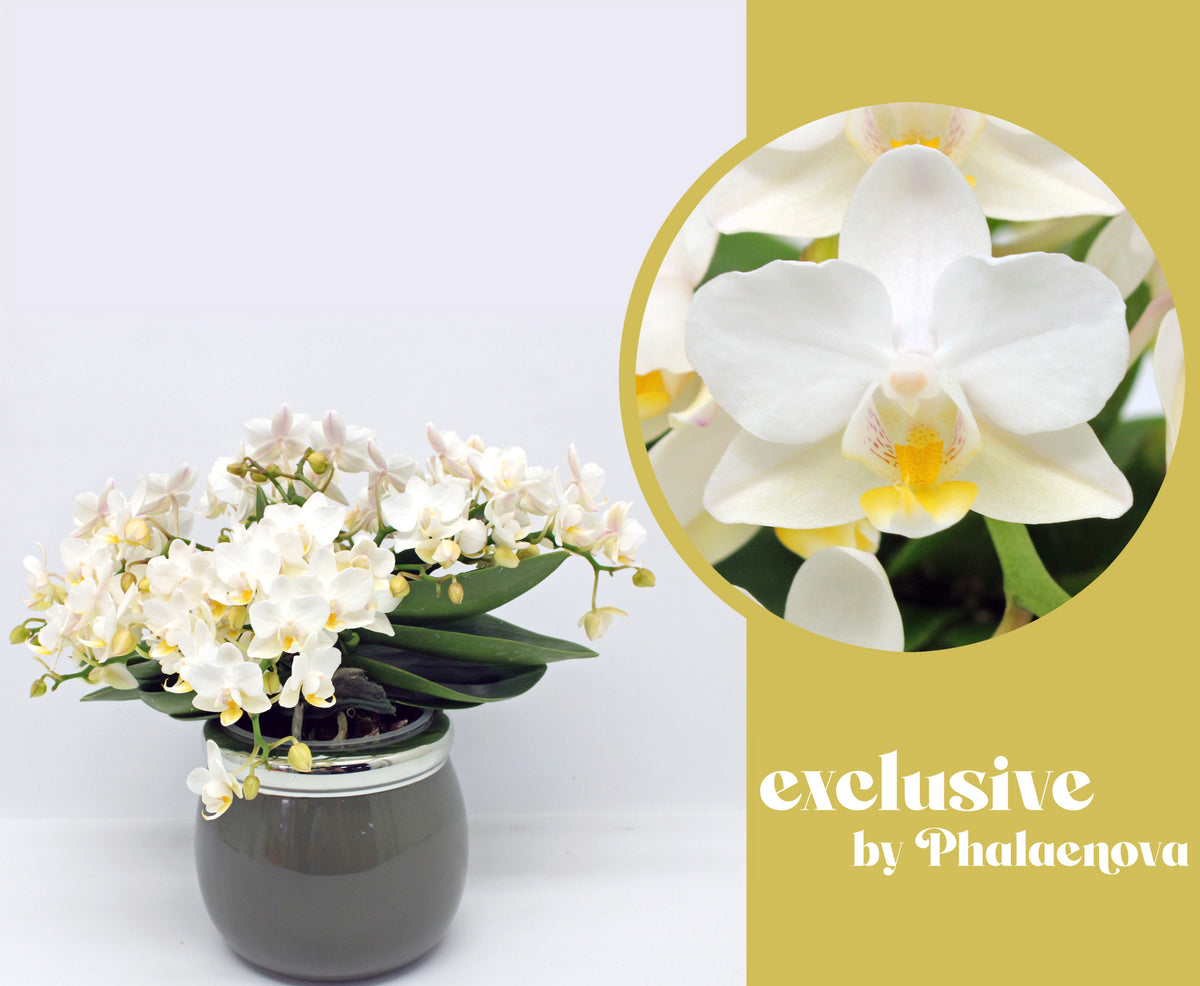 Phalaenova Phalaenopsis mf. Nazare Pack of 2
