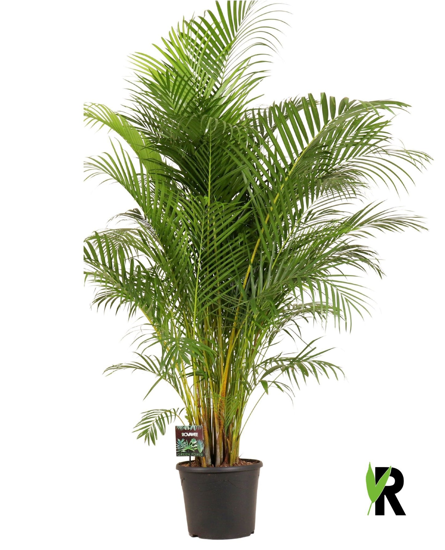 Dypsis lutescens 210cm 35cm Pot