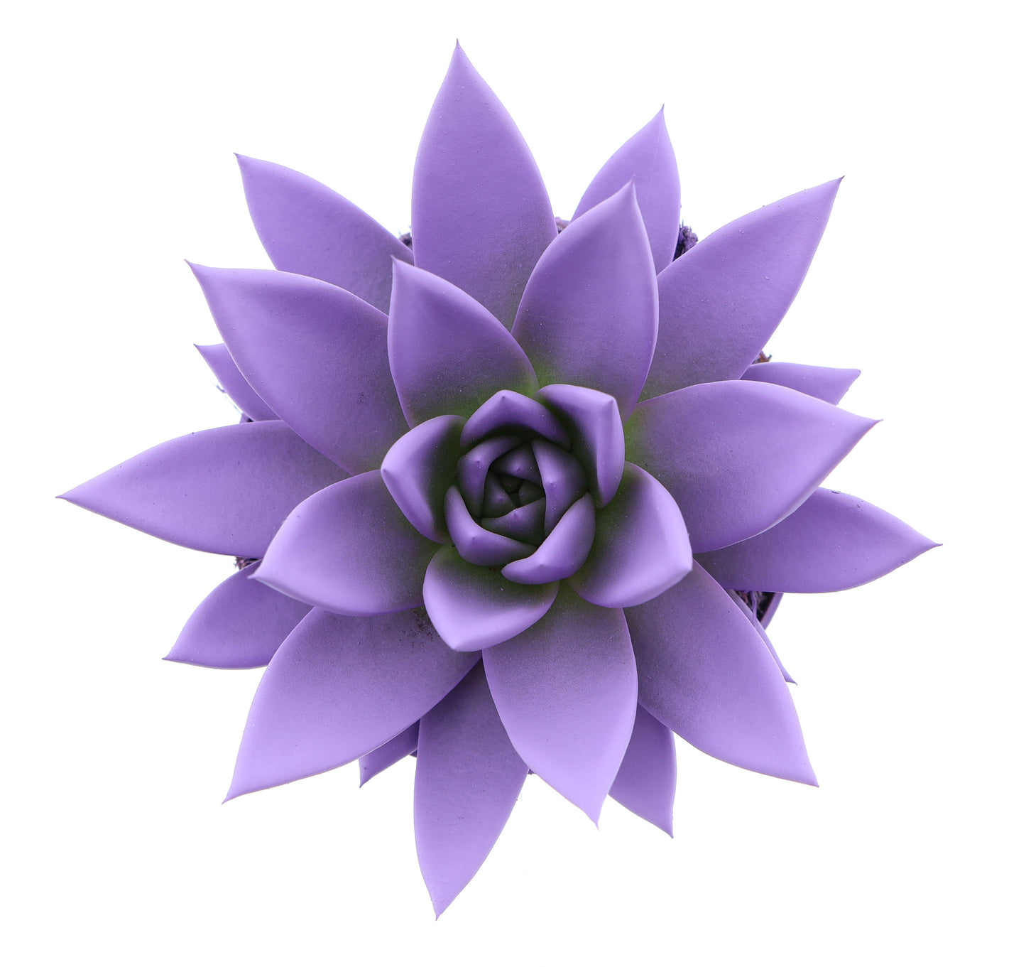 Euro Cactus Holland Bv Rainbow purple Pack of 8