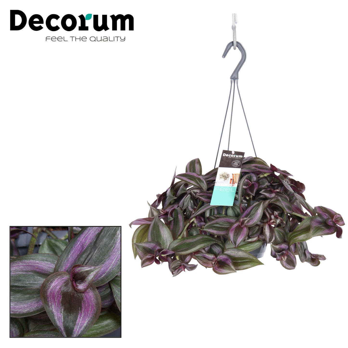 Hillplant BV Tradescantia Little Hill Pack of 5