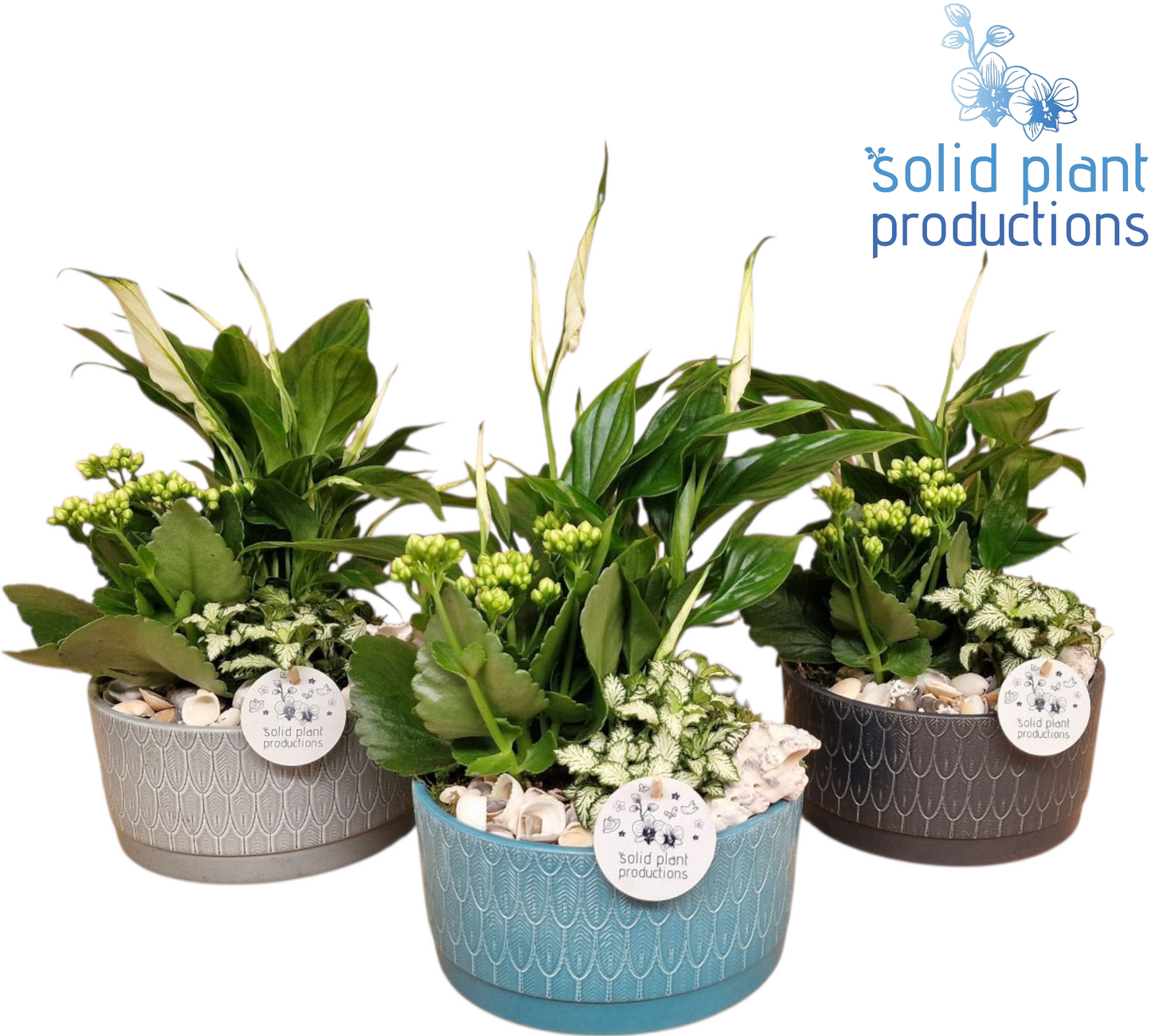 Solid Plant Productions Spathiphyllum arrangement Pack of 3