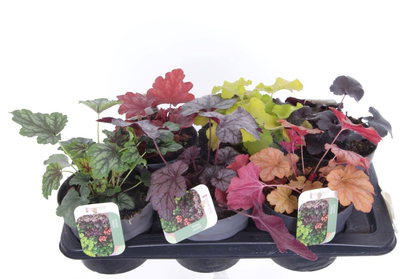 Heuchera hybrid 25cm 17cm Pot