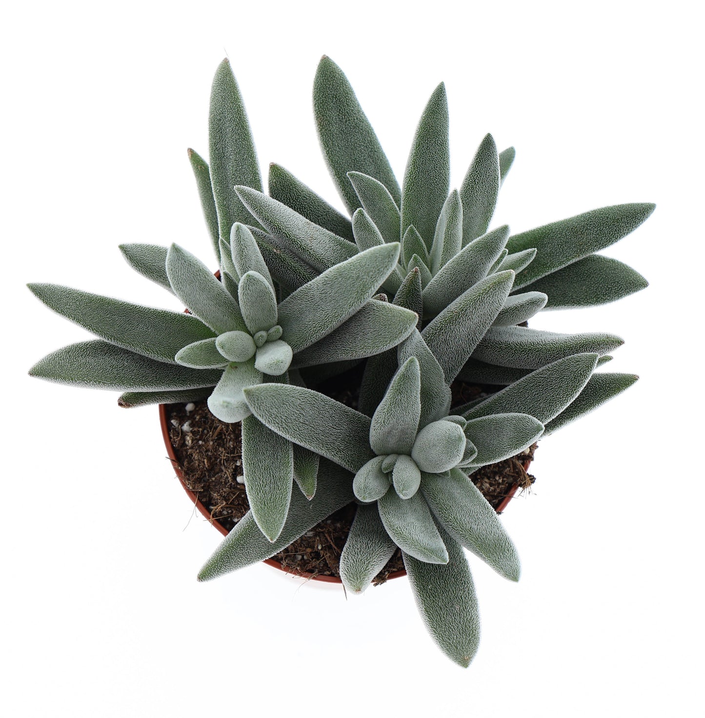 Crassula Silver 12cm Special Pot (508)