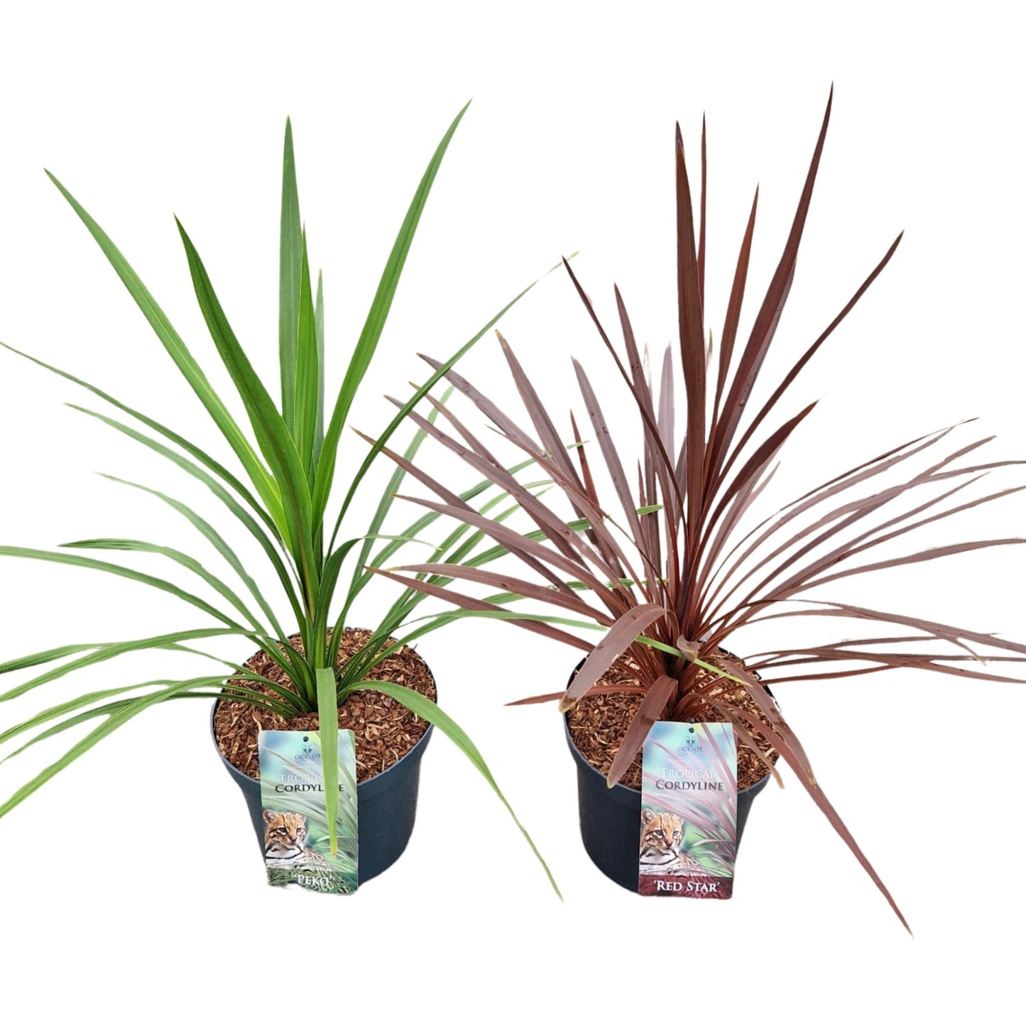 Cordyline mix 120cm 26cm Pot