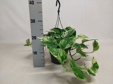 Epipremnum pinnatum Marble Queen 25cm 15cm Pot
