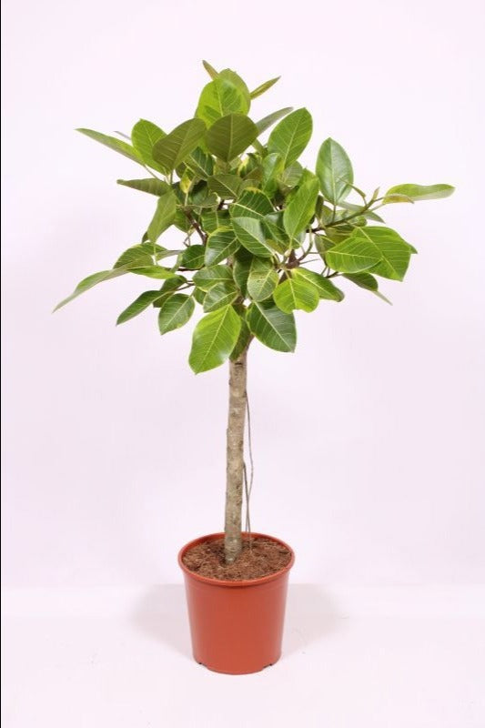 Ficus altissima 150cm 30cm Pot