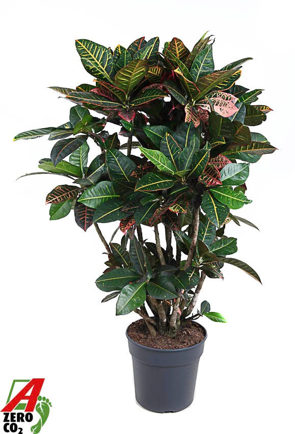 Codiaeum Petra branched 130cm 31cm Pot