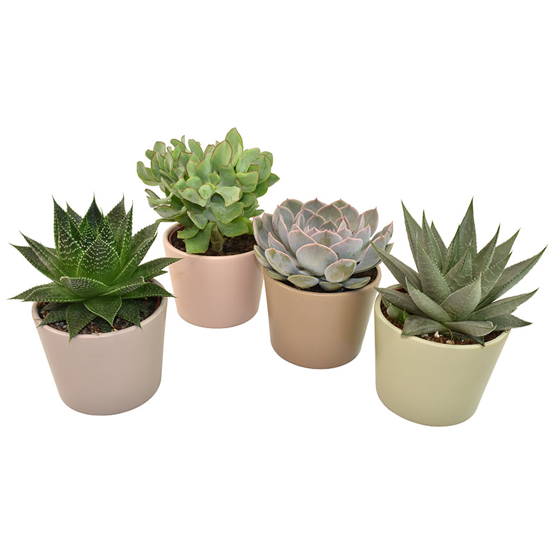 Succulent mix 12cm 12cm Pot