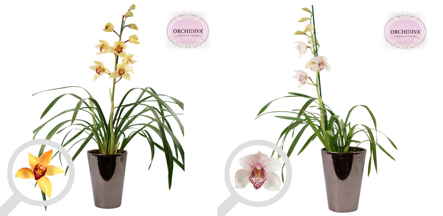 Cymbidium mix 85cm 17cm Pot