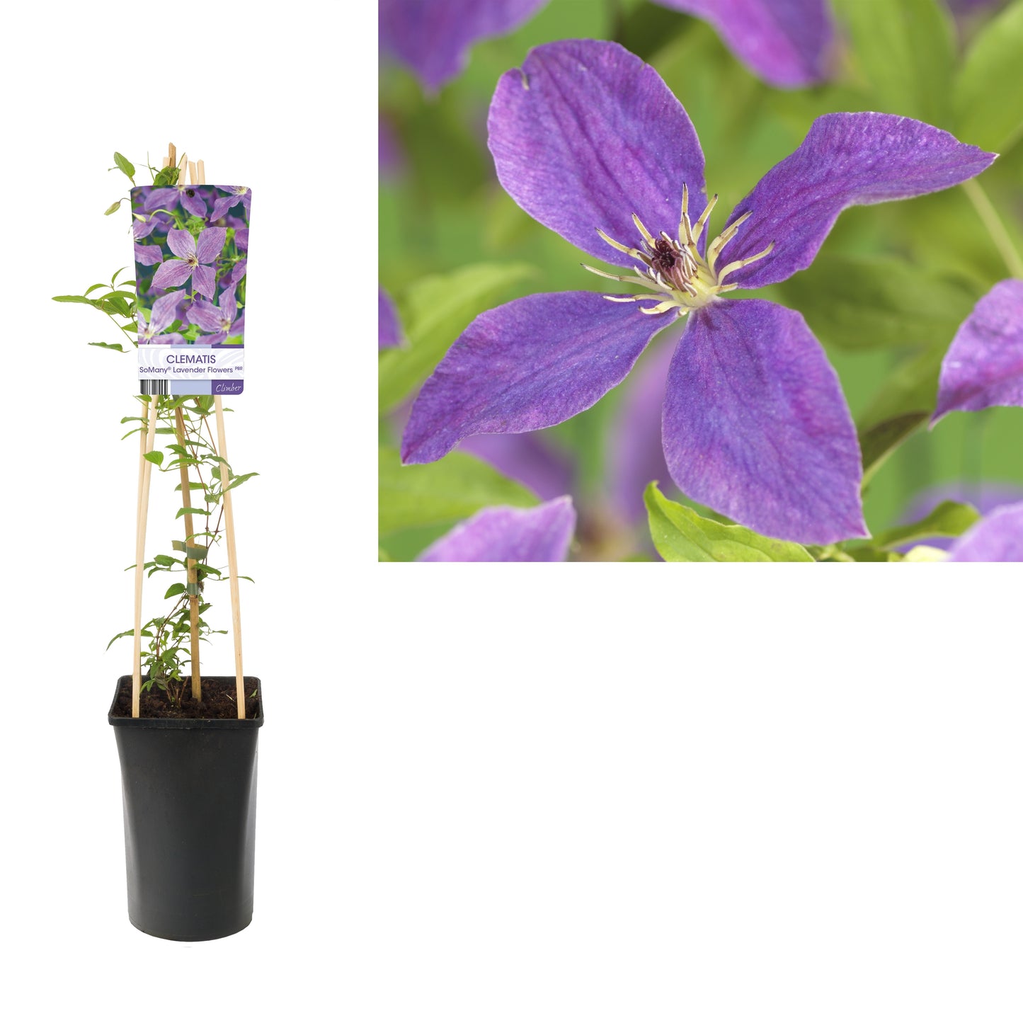 Clematis hybrid mix 75cm 17cm Pot