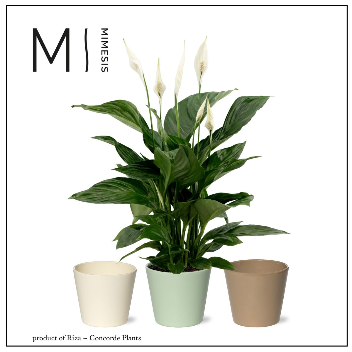 Spathiphyllum Pico Cupido 55cm 13cm Pot