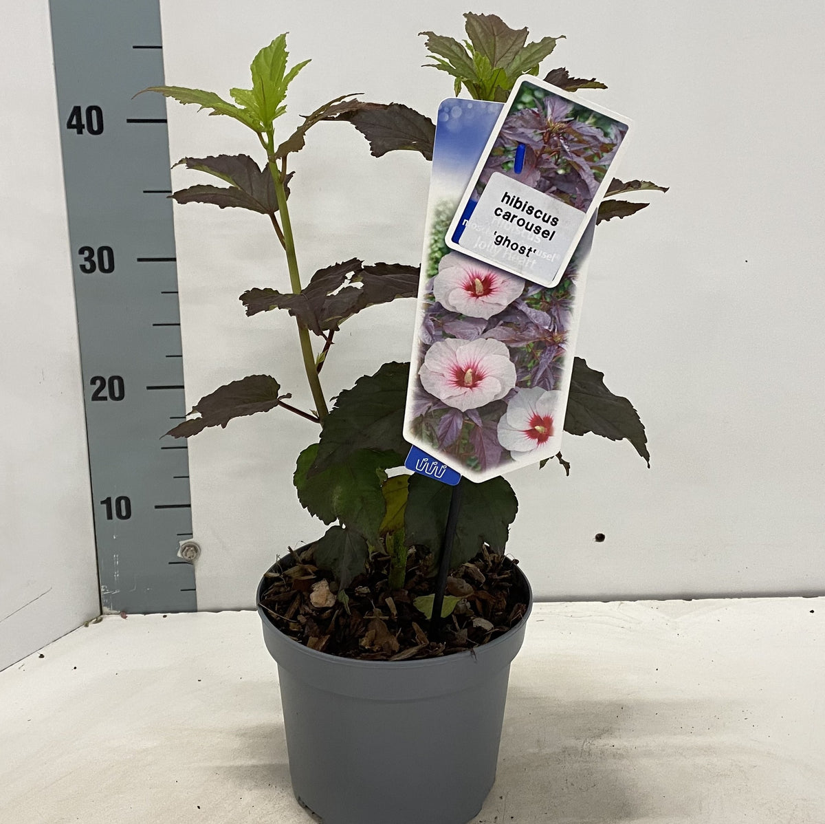 Hibiscus Car. Ghost 30cm 17cm Pot