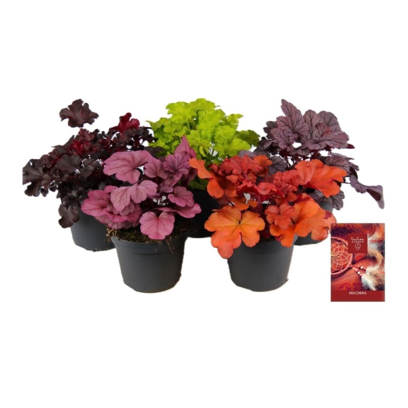 Heuchera Indian Summer mix 25cm 15cm Pot