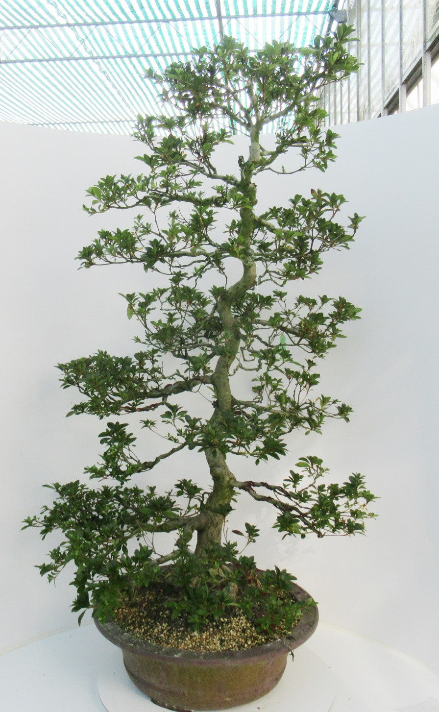 Bonsai Metasequoia Forest 120cm 49cm Pot
