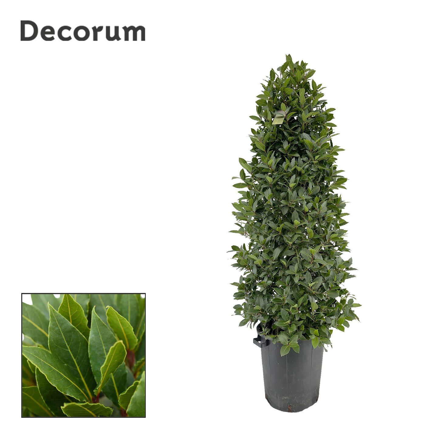 Laurus nobilis 200cm 40cm Pot