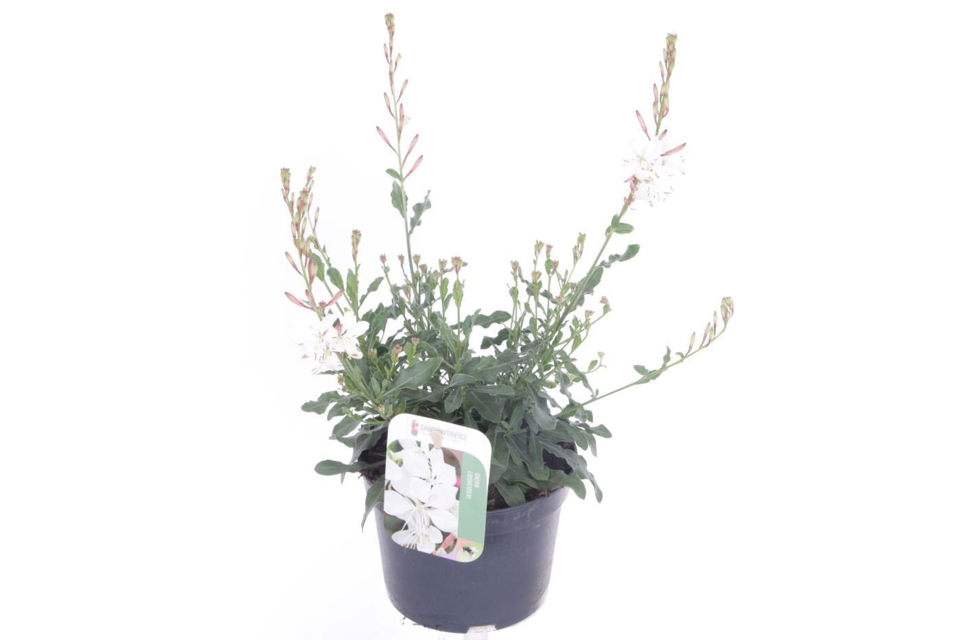 Gaura lindheimeri 30cm 13cm Pot