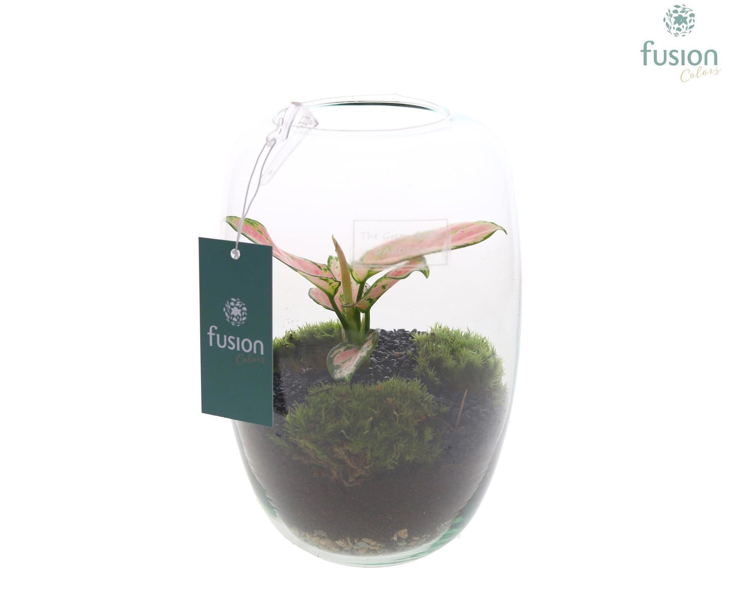 Green Bottle Isabella Small met Aglaonema 20cm 15cm Pot