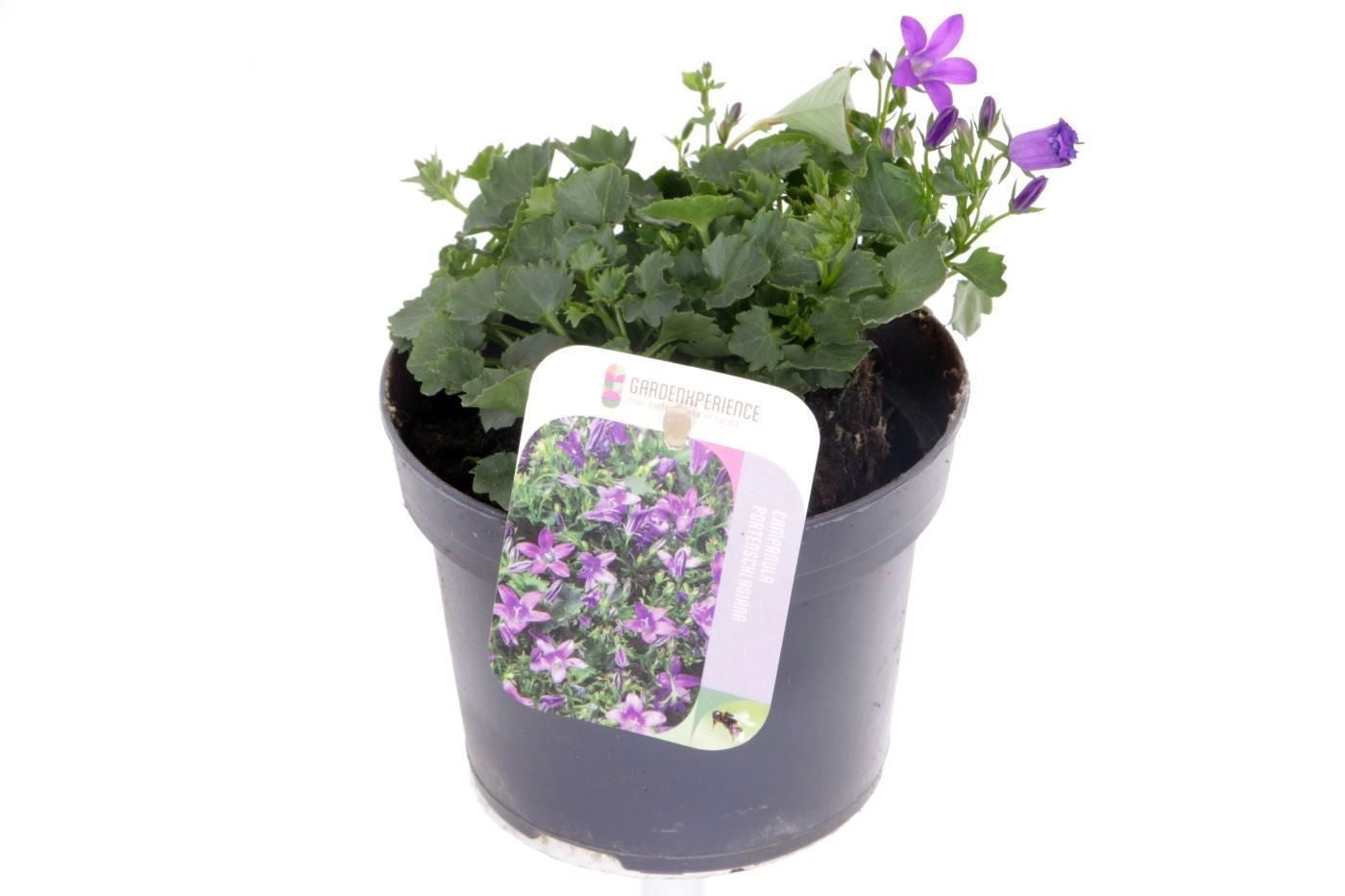 Campanula portenschlagiana 20cm 13cm Pot