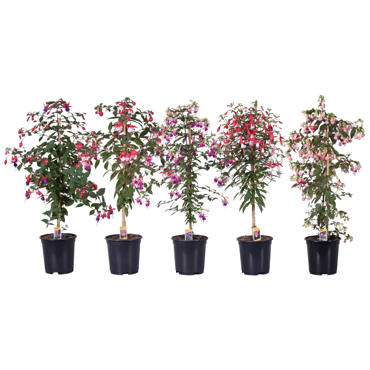 Fuchsia mix 90cm 19cm Pot
