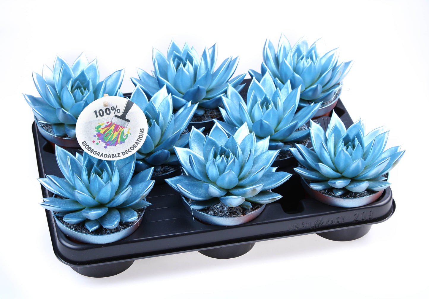 Rainbow metallic blue 12cm 510cm Pot