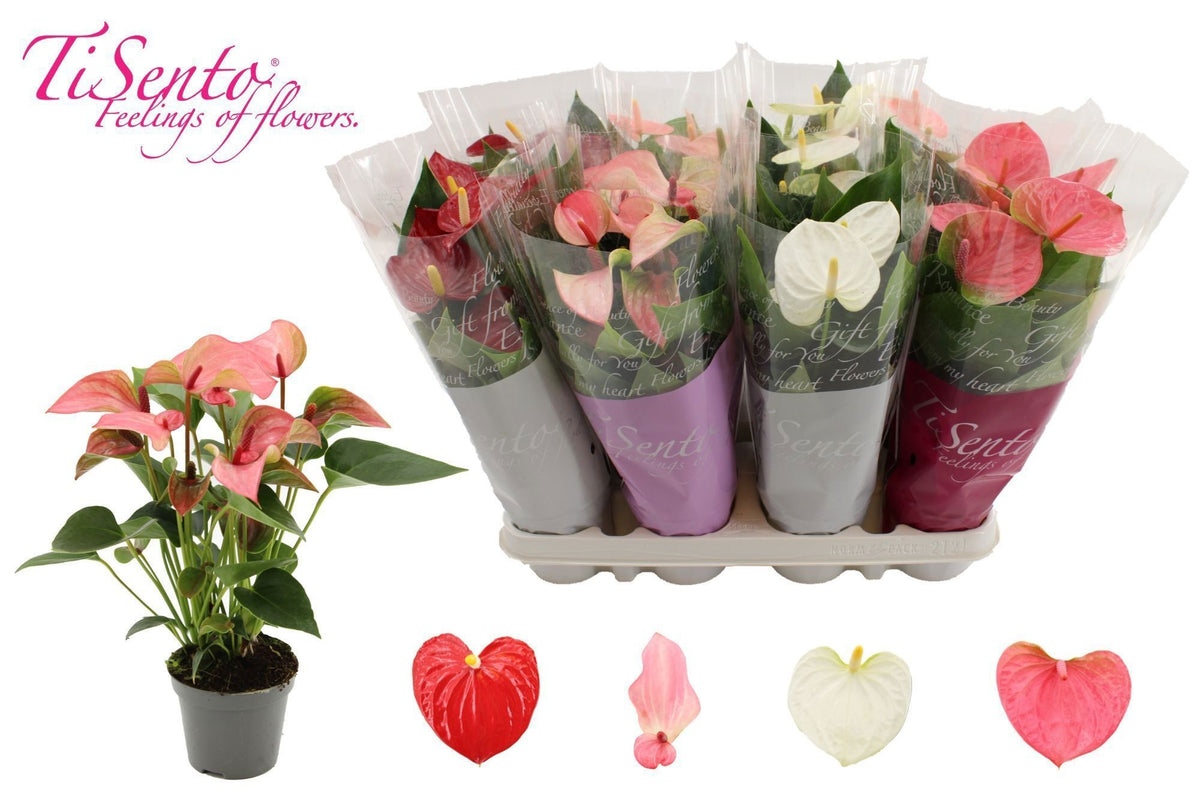Anthurium mix 25cm 9cm Pot