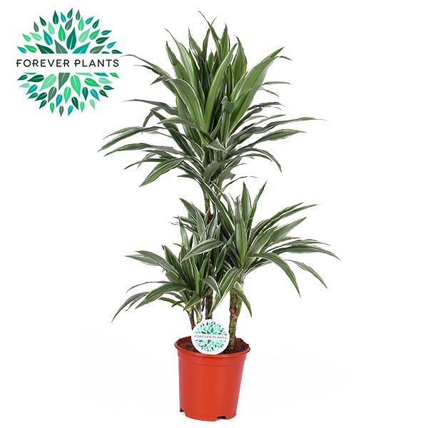 Dracaena fragrans Warneckei 90cm 21cm Pot