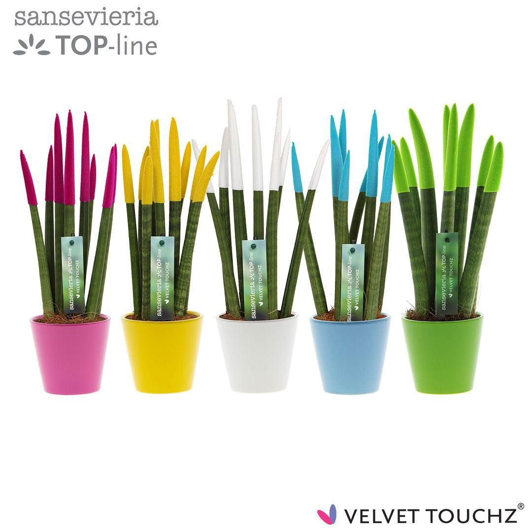 Plantworld ArendTropical Sansevieria VELVET TOUCHZ Pack of 11