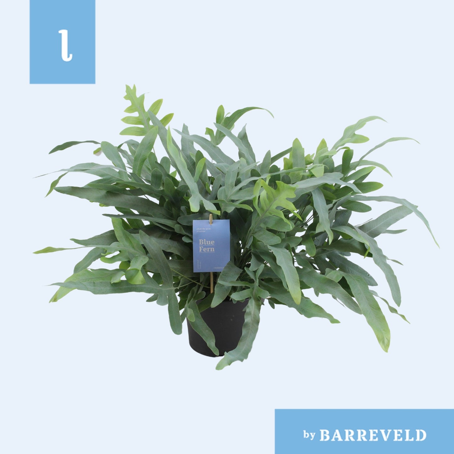 Phlebodium Blue Star 50cm 17cm Pot