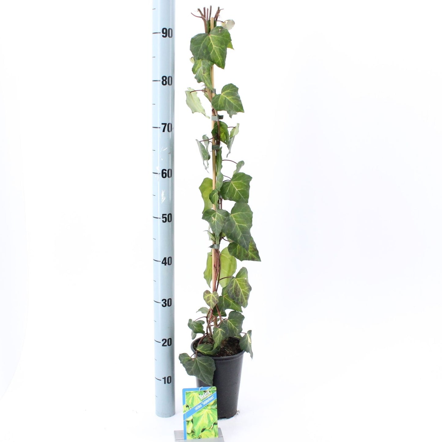 About Plants Zundert BV Hedera Sulphur Heart Pack of 1