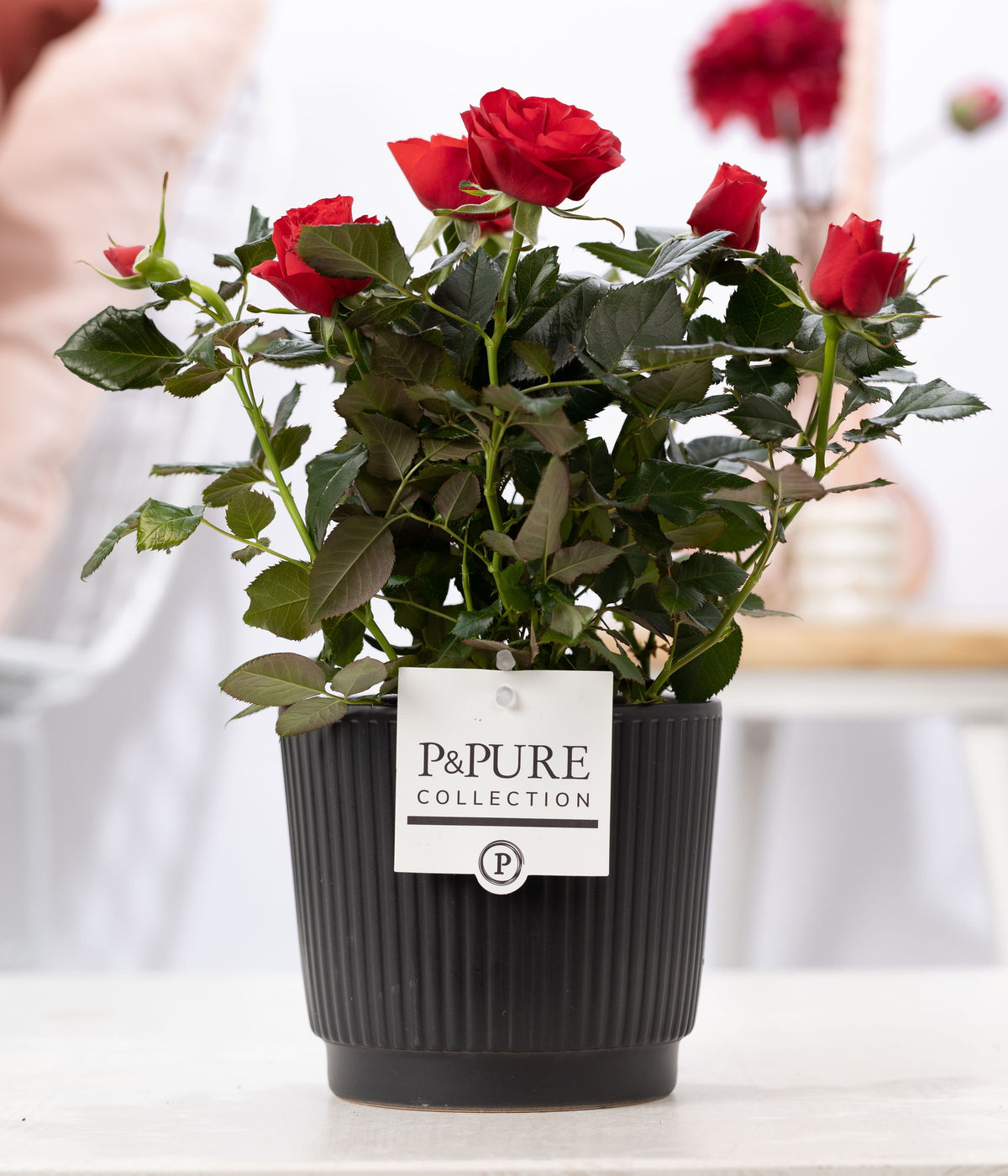 Rosa Beau Monde red 28cm 12cm Pot