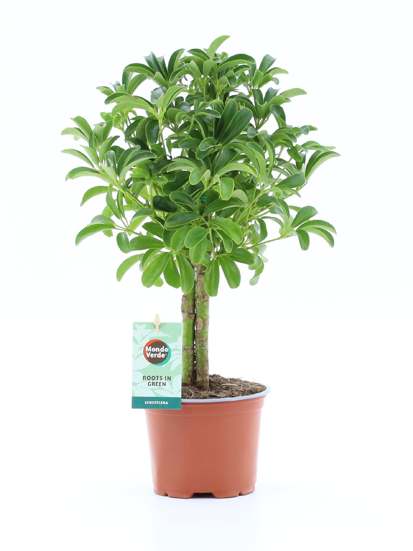Schefflera Luseana 40cm 12cm Pot