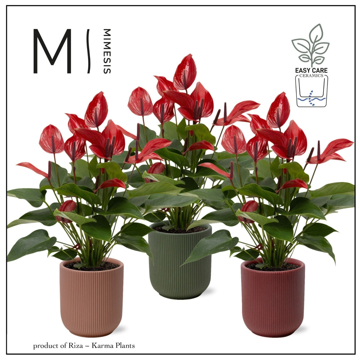 Anthurium Banderola Lava 35cm 12cm Pot