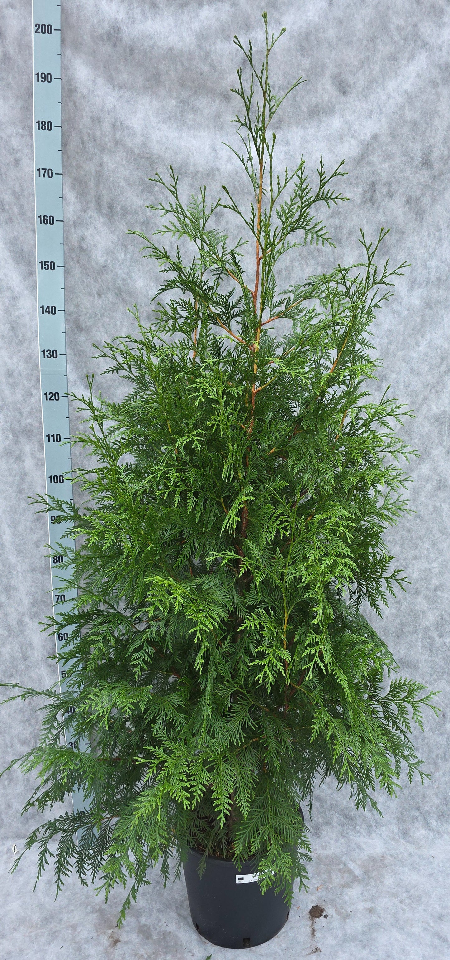 Thuja plicata Excelsa 180cm 31cm Pot