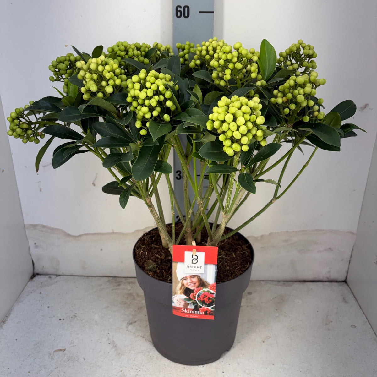 Skimmia japonica Pabella 50cm 23cm Pot