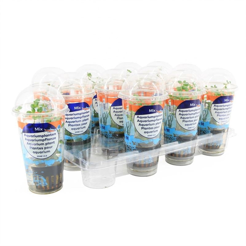 Waterplkw R. Moerings Rotala rotundifolia Pack of 12