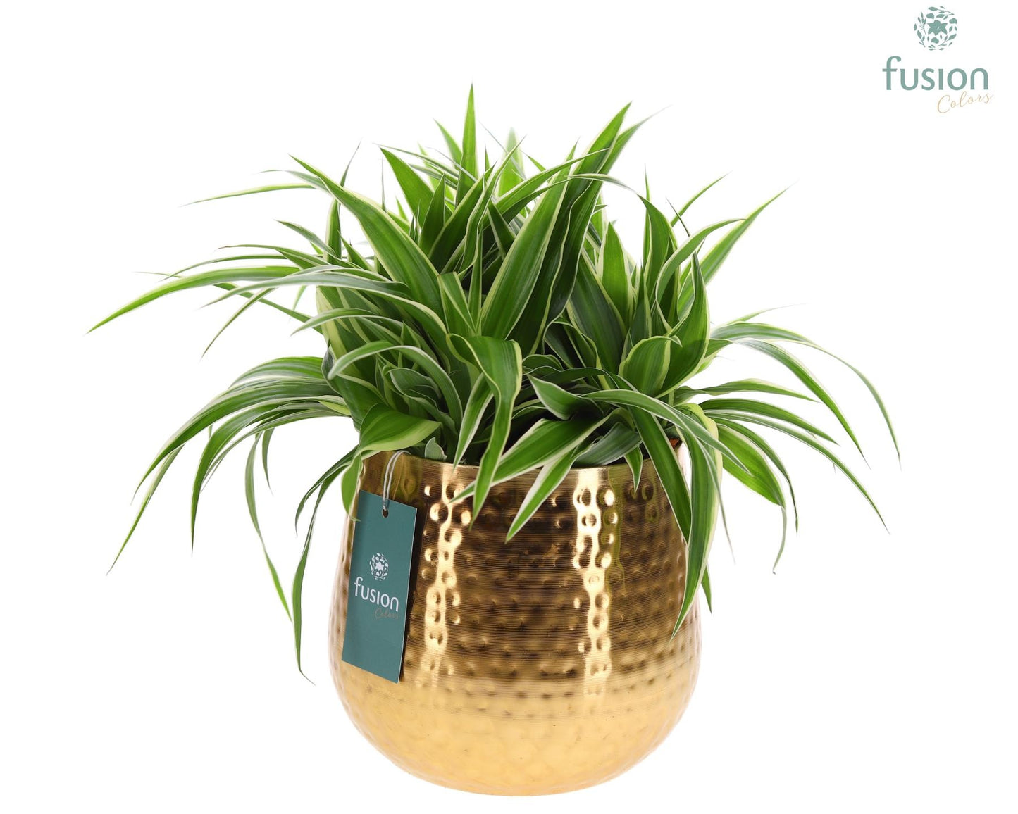Pot Indian metaal goudkleurig XLarge met Chlorophytum 35cm 19cm Pot
