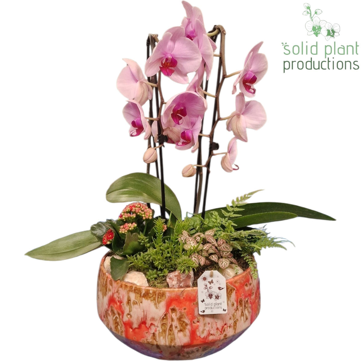 PH109 Sophia Festival Pink 50cm 28cm Pot