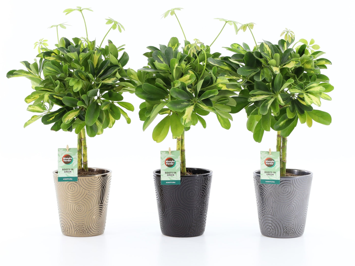 Schefflera Gold Capella 45cm 13cm Pot