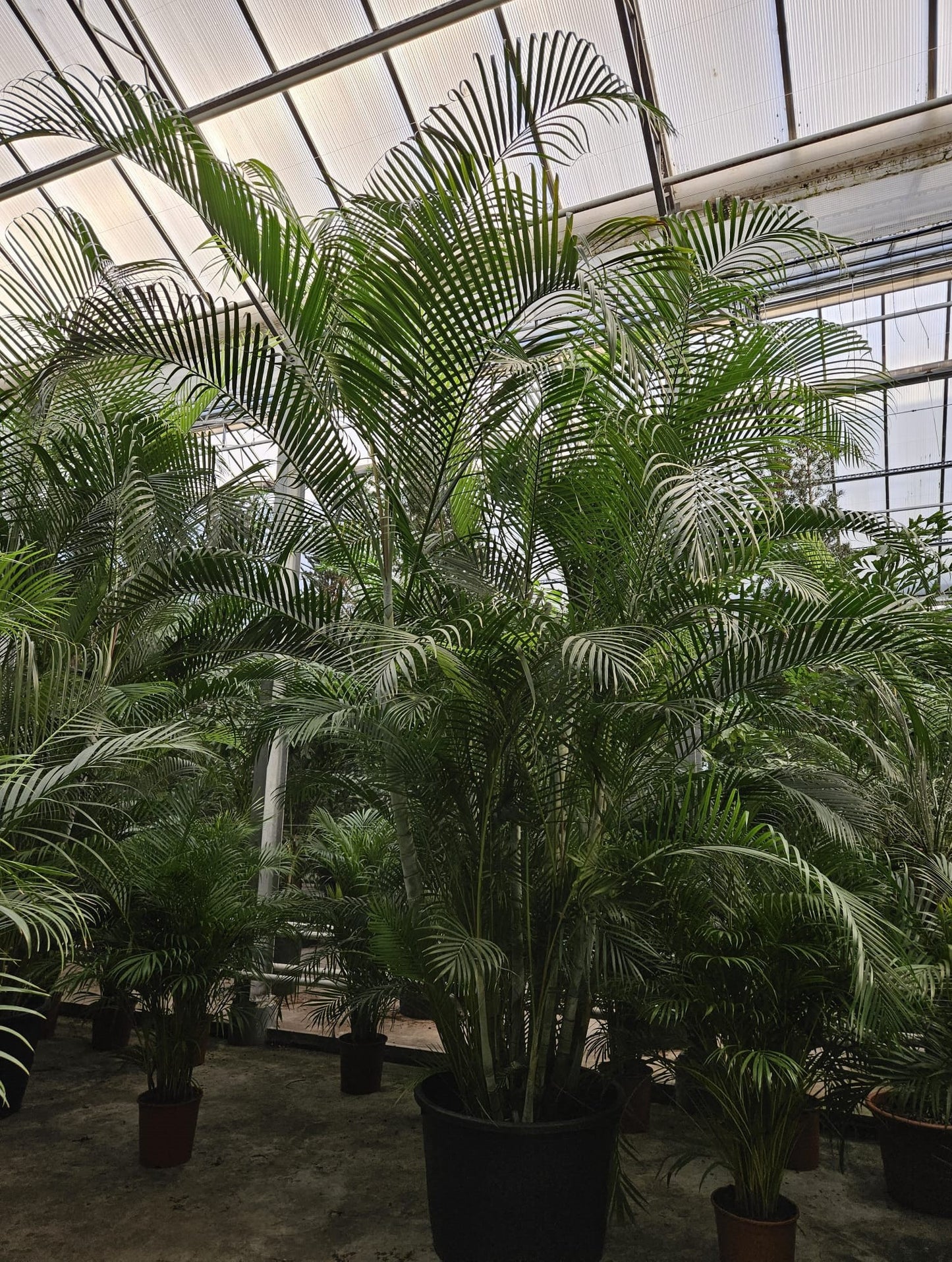Dypsis lutescens 500cm 96cm Pot
