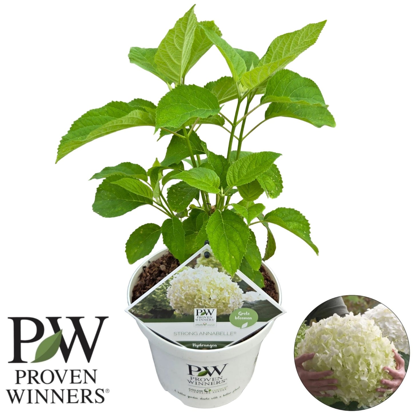 Hydrangea arbroscens Incrediball 50cm 19cm Pot