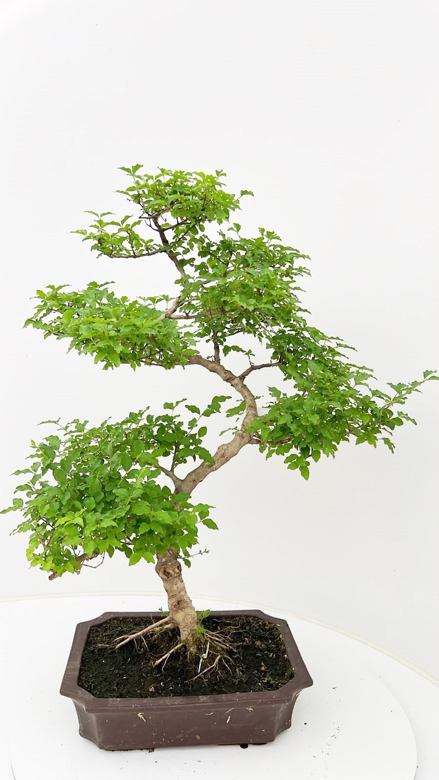 Bonsai Ligustrum 70cm 30cm Pot
