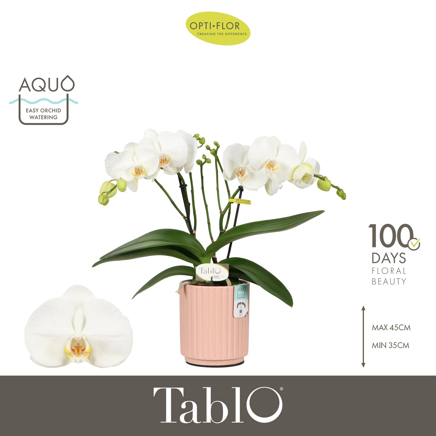 Phalaenopsis white 40cm 12cm Pot