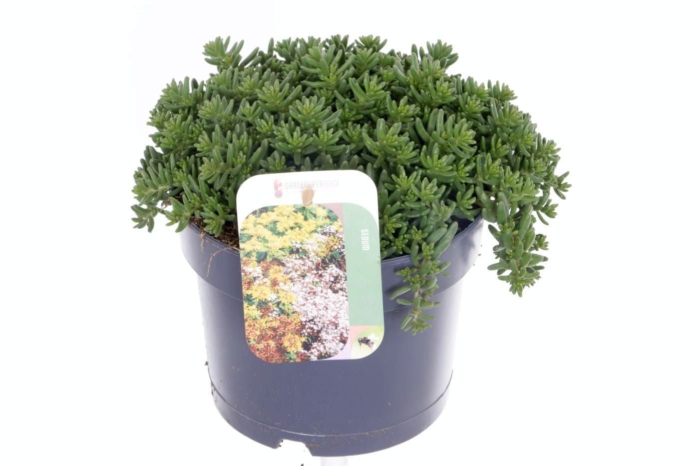 Sedum album Coral Carpet 25cm 17cm Pot