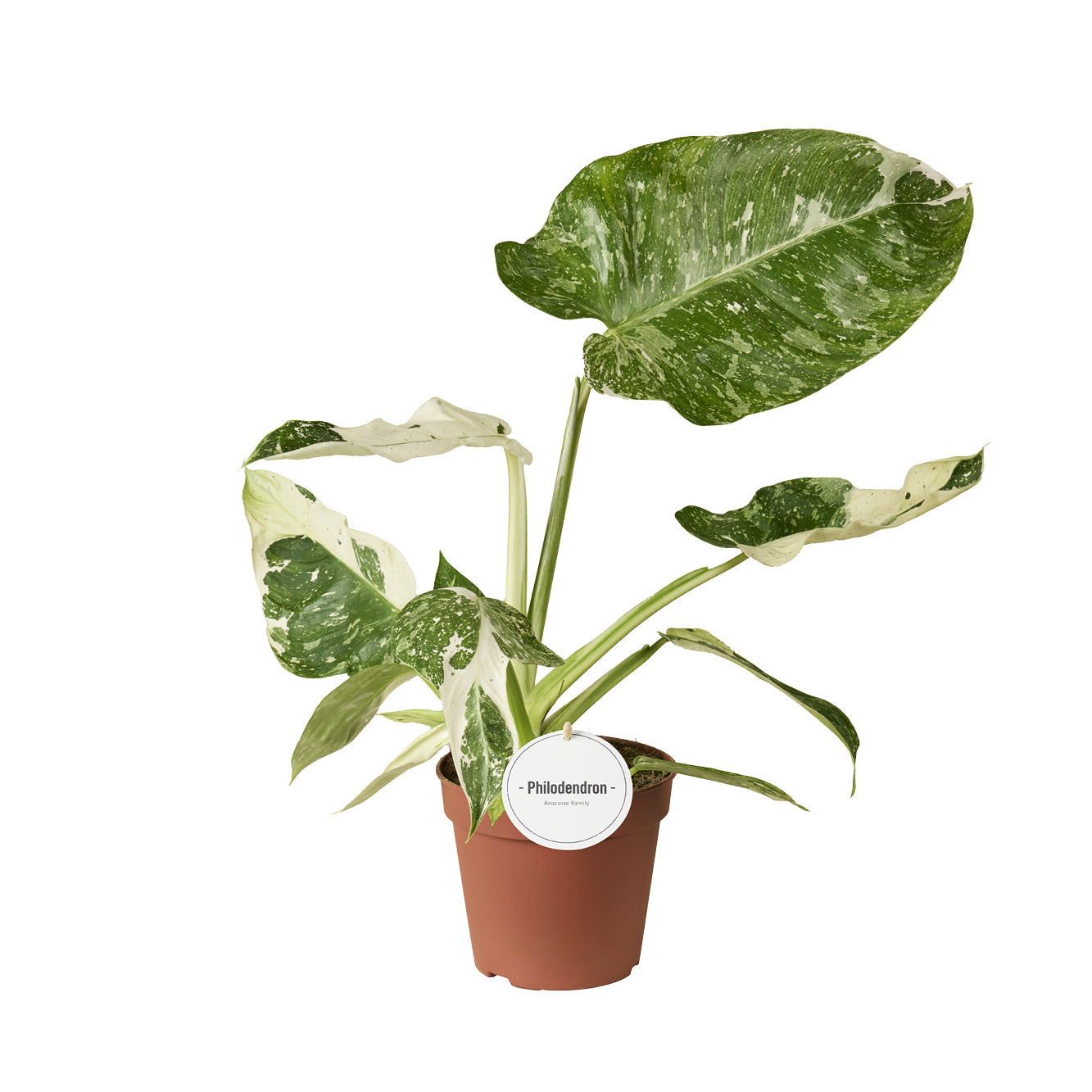 Mostert Nieuwerkerk BV Philodendron scandens Pack of 5