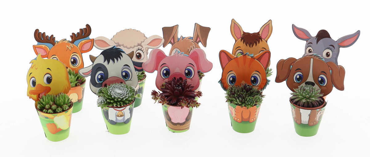 Sempervivum tectorum 10cm 5.5cm Pot