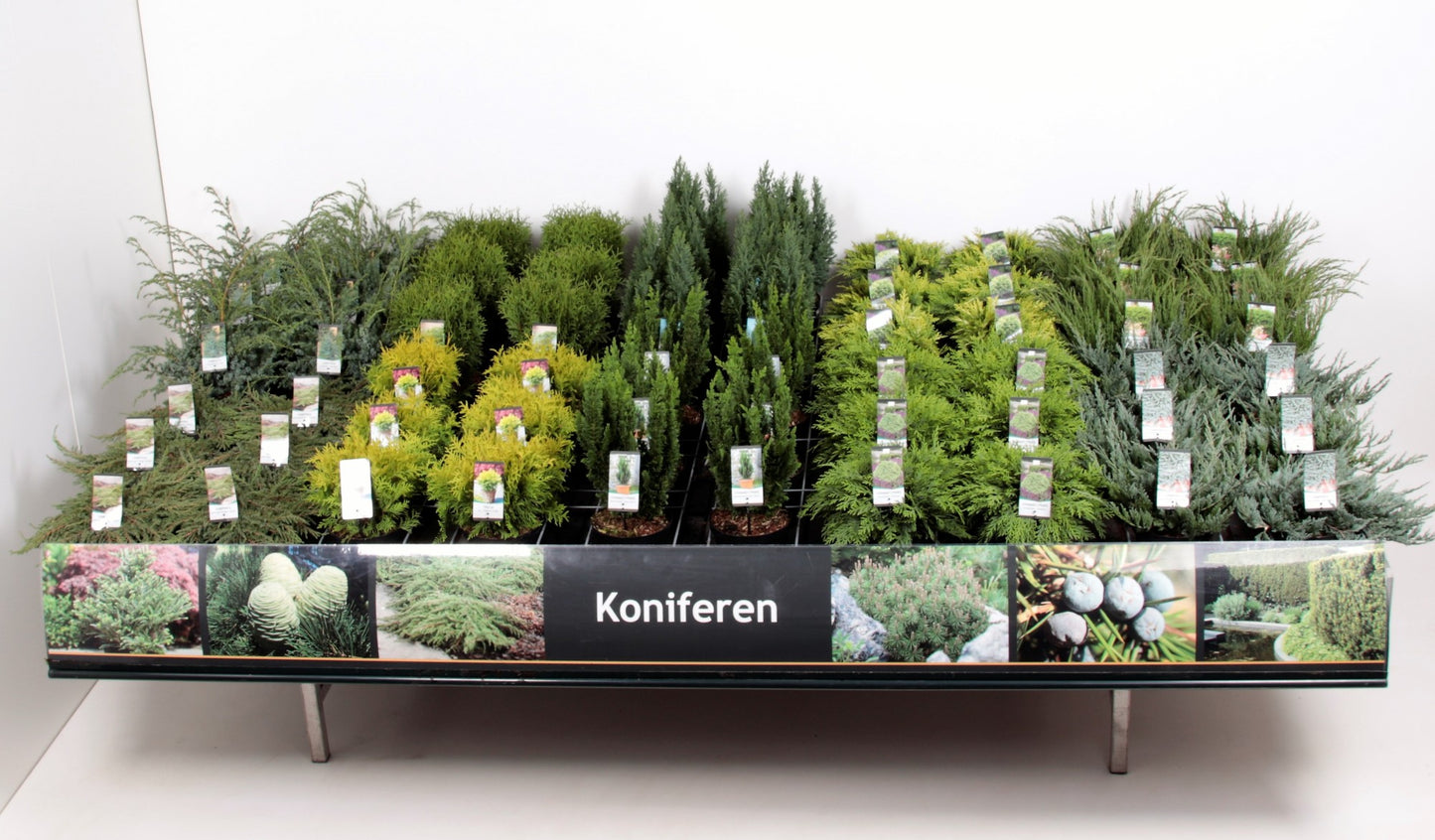 Conifer & shrub mix 45cm 19cm Pot