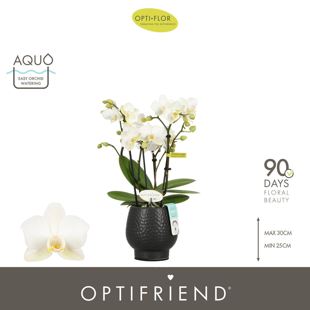 Phalaenopsis multiflora white 25cm 7cm Pot