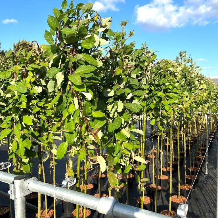 Salix caprea Kilmarnock 190cm 26cm Pot