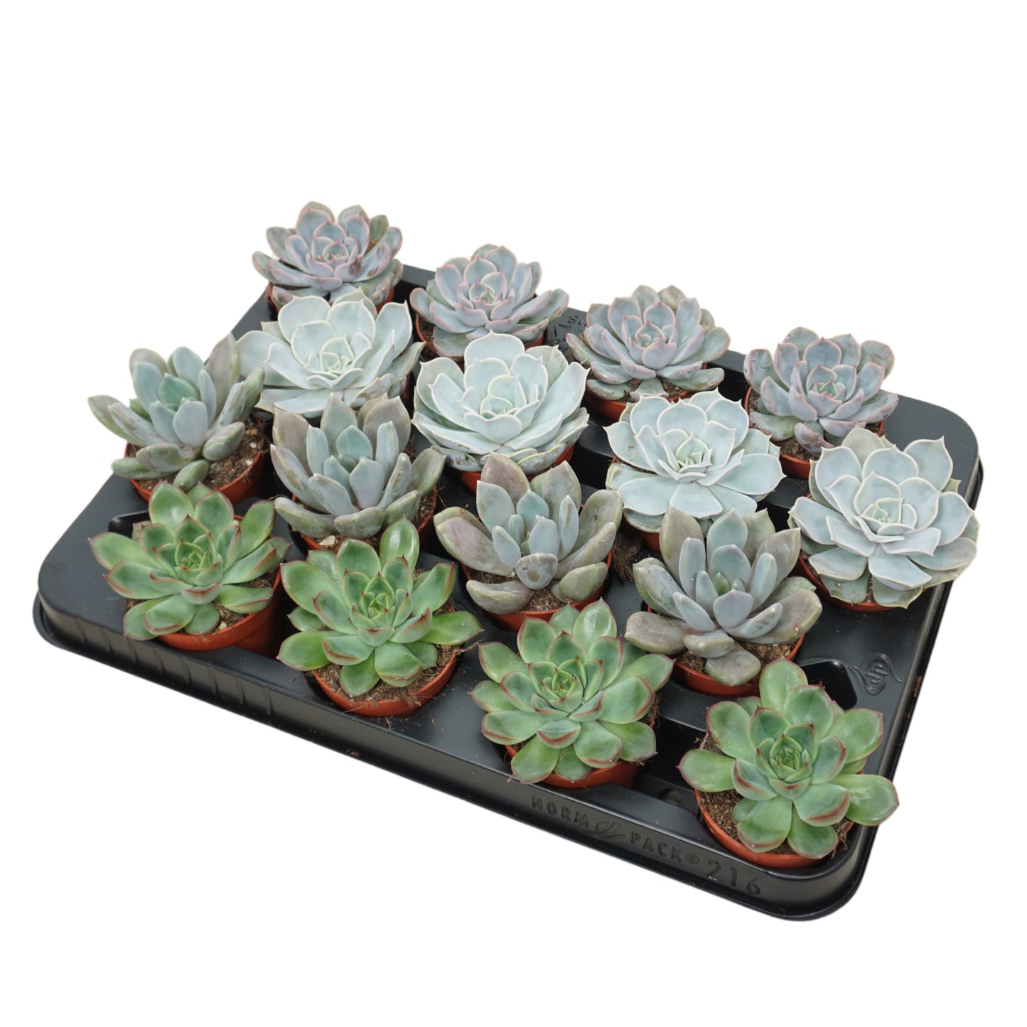 Echeveria mix 12cm 7cm Pot