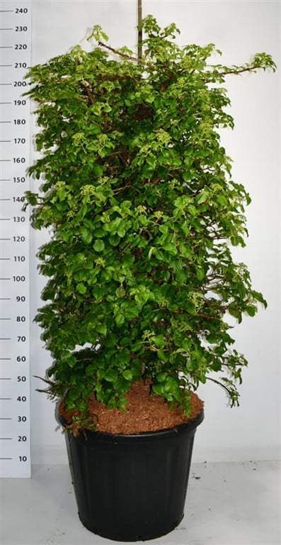 Hydrangea petiolaris 240cm 60cm Pot